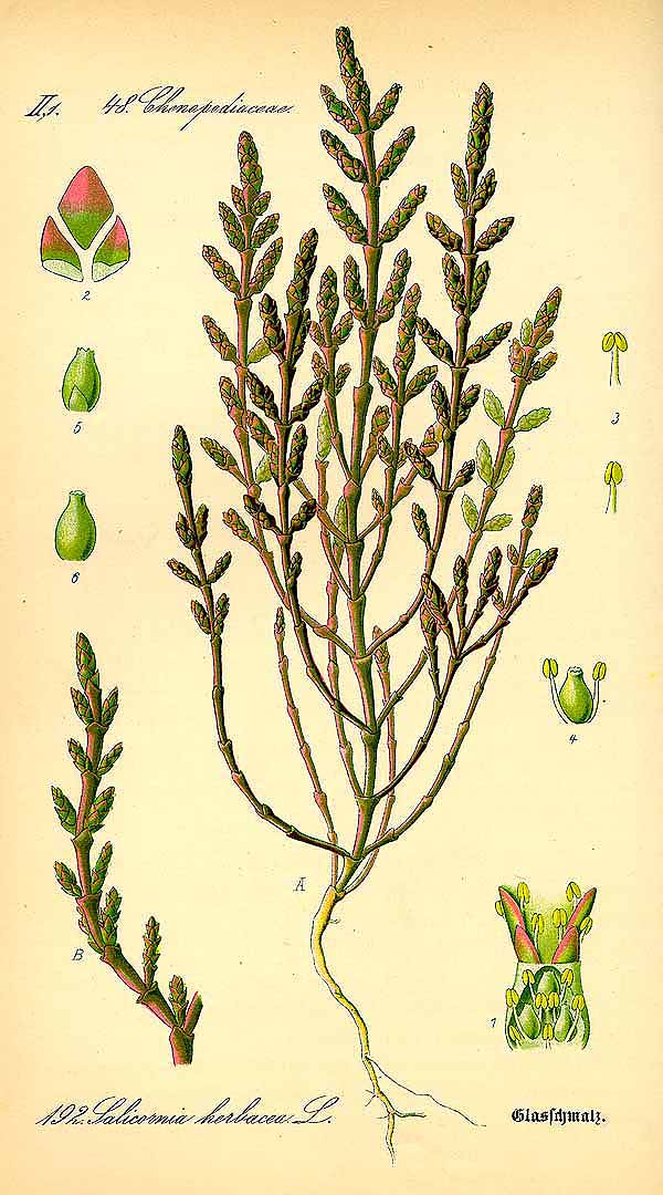 Illustration Salicornia europaea, Par Thomé, O.W., Flora von Deutschland Österreich und der Schweiz (1886-1889) Fl. Deutschl. vol. 2 (1885) t. 192, via plantillustrations 