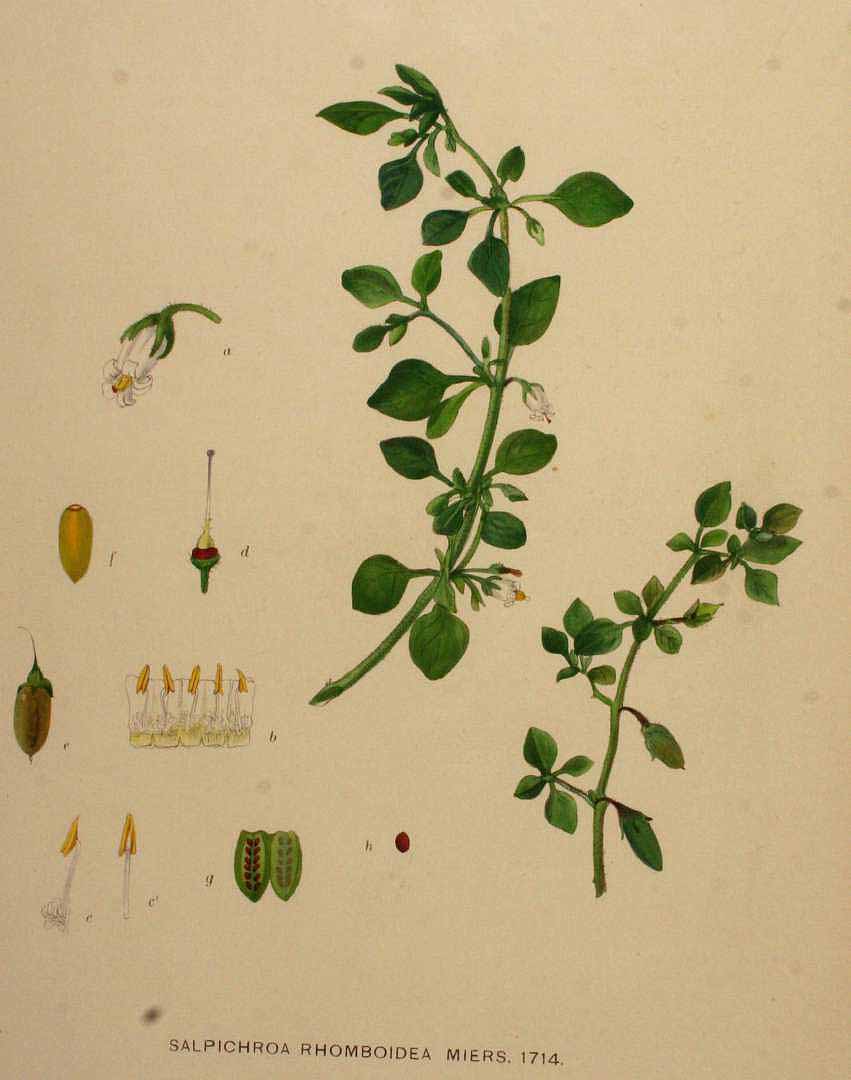 Illustration Salpichroa origanifolia, Par Kops, J., Flora Batava (1800-1934) Fl. Bat. vol. 22 (1906) t. 1714, via plantillustrations 