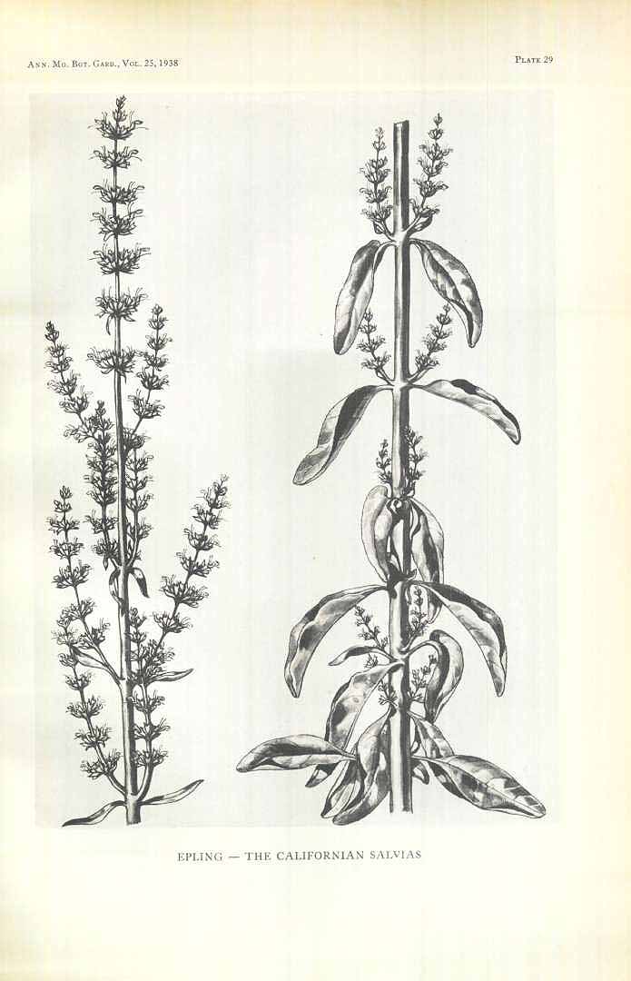 Illustration Salvia apiana, Par Annals of the Missouri Botanical Garden (1914-2013) Ann. Missouri Bot. Gard. vol. 25 (1938) t. 29, via plantillustrations 
