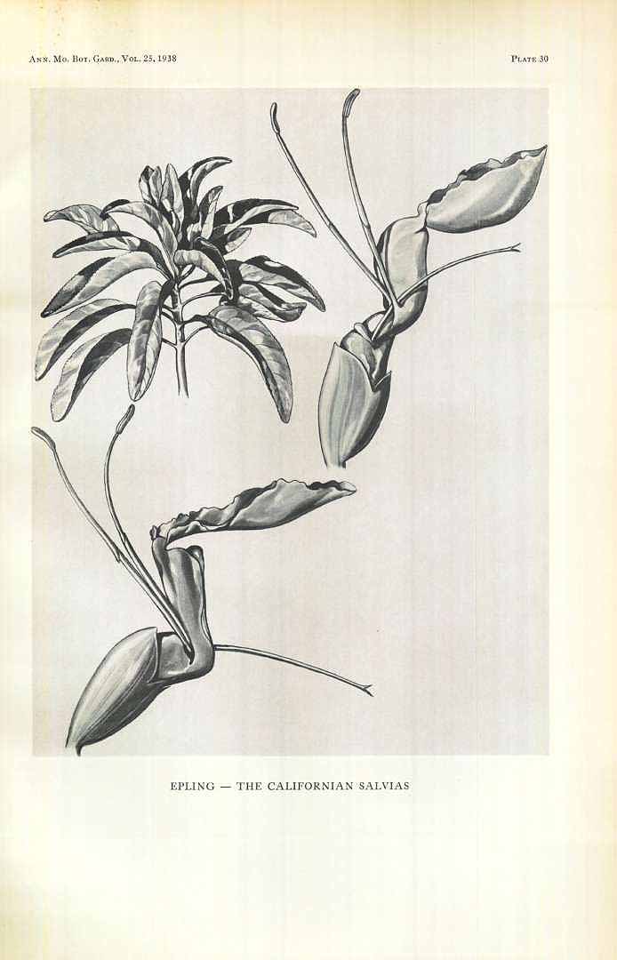 Illustration Salvia apiana, Par Annals of the Missouri Botanical Garden (1914-2013) Ann. Missouri Bot. Gard. vol. 25 (1938) t. 30, via plantillustrations 