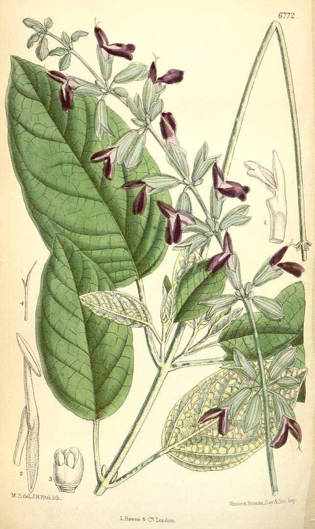 Illustration Salvia discolor, Par Curtis, W., Botanical Magazine (1800-1948) Bot. Mag. vol. 110 (1884) [tt. 6731-6792] t. 6772, via plantillustrations 