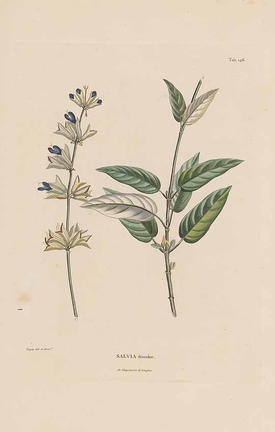 Illustration Salvia discolor, Par Humboldt, F.H.A. von, Bonpland, A., Kunth, K.S., Nova genera et species plantarum (coloured version) (1815-1825) Nov. Gen. Sp. [coloured version] vol. 2 (1817) t. 146, via plantillustrations 