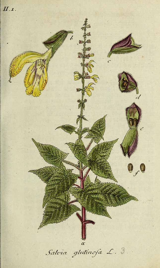 Illustration Salvia glutinosa, Par Sturm, J., Sturm, J.W., Deutschlands flora (1798-1855) Deutschl. Fl. vol. 5 (1804) t. 3] , via plantillustrations 