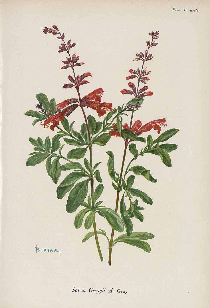 Illustration Salvia greggii, Par Revue horticole, sér. 4 (1852-1974) Rev. Hort. (Paris), ser. 4, via plantillustrations 