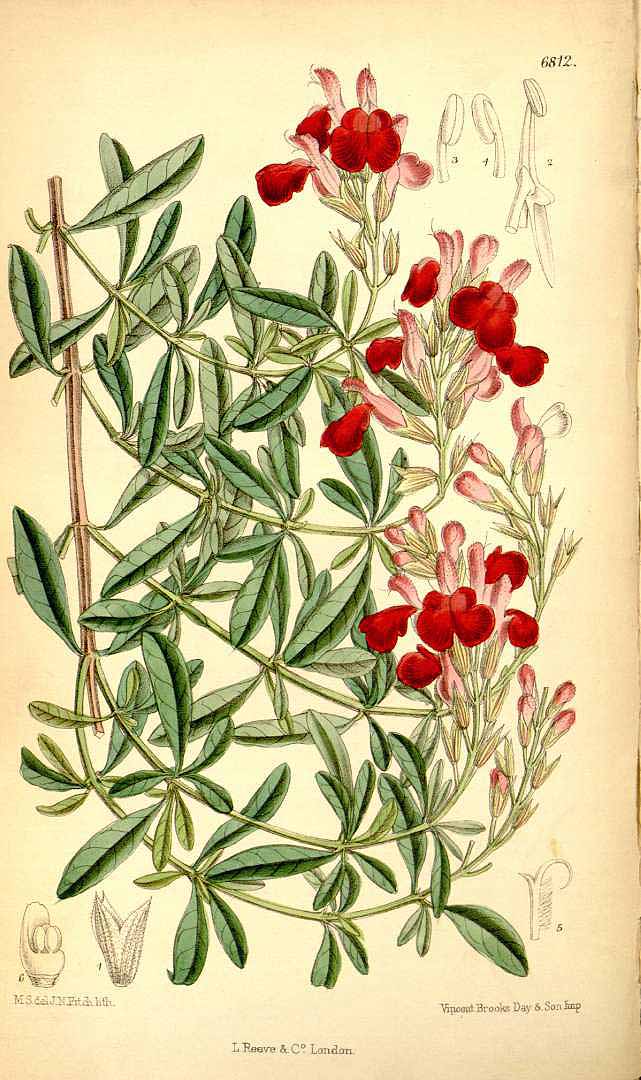 Illustration Salvia greggii, Par Curtis, W., Botanical Magazine (1800-1948) Bot. Mag. vol. 111 (1885) [tt. 6793-6852] t. 6812, via plantillustrations 