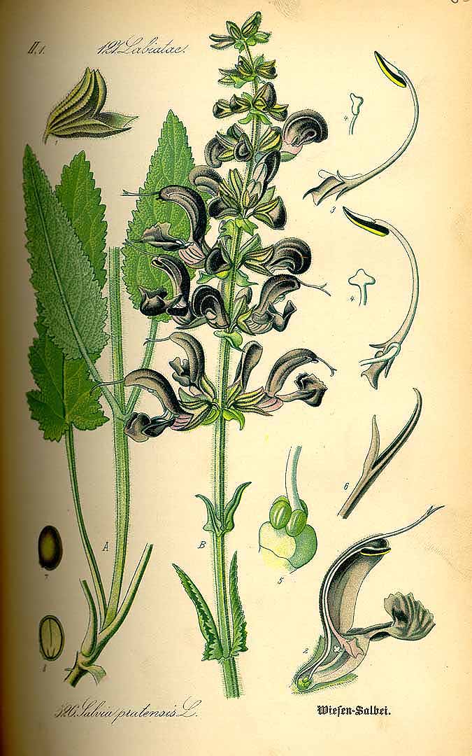 Illustration Salvia pratensis, Par Thomé, O.W., Flora von Deutschland Österreich und der Schweiz (1886-1889) Fl. Deutschl. vol. 4 (1885) t. 526	, via plantillustrations 