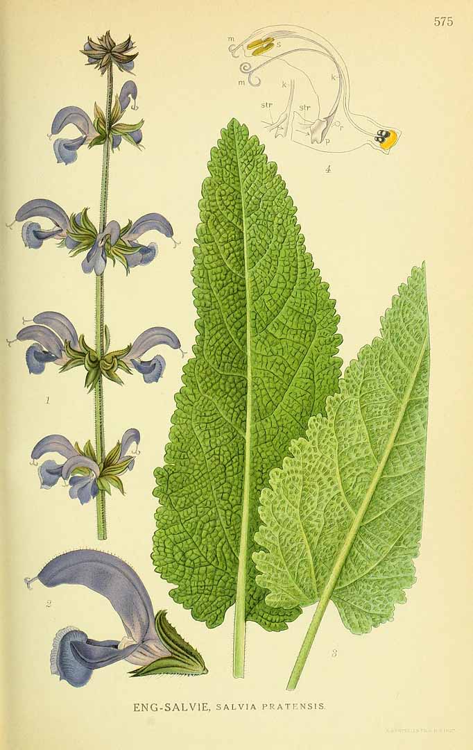 Illustration Salvia pratensis, Par Lindman, C.A.M., Bilder ur Nordens Flora Bilder Nordens Fl. vol. 3 (1922) t. 575, via plantillustrations 
