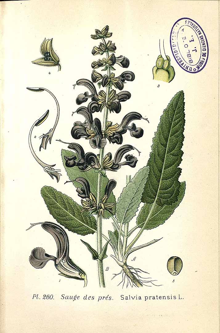 Illustration Salvia pratensis, Par Masclef, A., Atlas des plantes de France (1890-1893) Atlas Pl. France vol. 3 (1893) t. 260, via plantillustrations 