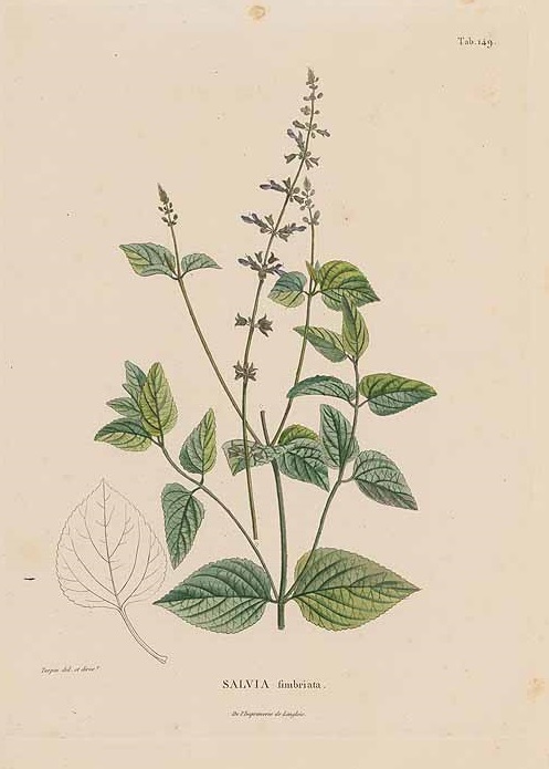 Illustration Salvia tiliifolia, Par Humboldt, F.H.A. von, Bonpland, A., Kunth, K.S., Nova genera et species plantarum (coloured version) (1815-1825) Nov. Gen. Sp. [coloured version] vol. 2 (1817) t. 149, via plantillustrations 