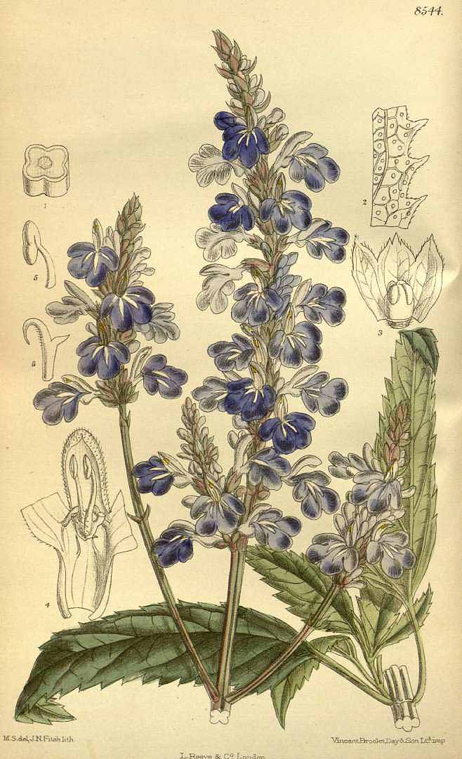 Illustration Salvia uliginosa, Par Curtis, W., Botanical Magazine (1800-1948) Bot. Mag. vol. 140 (1914) [tt. 8532-8591 ] t. 8544, via plantillustrations 
