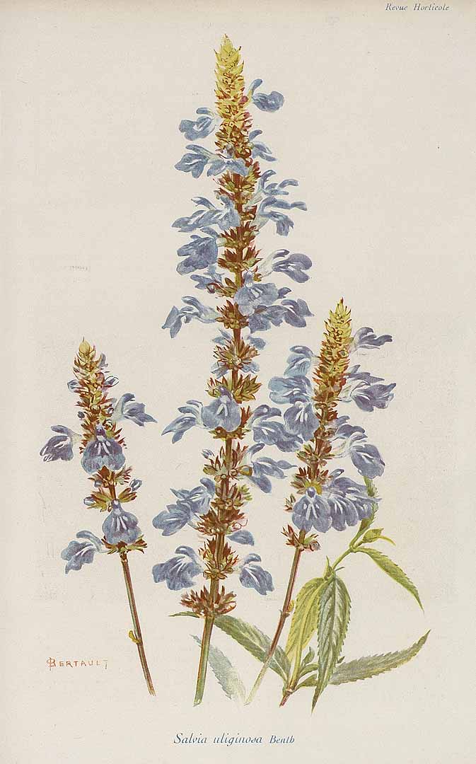 Illustration Salvia uliginosa, Par Revue horticole, sér. 4 (1852-1974) Rev. Hort. (Paris), ser. 4, via plantillustrations 