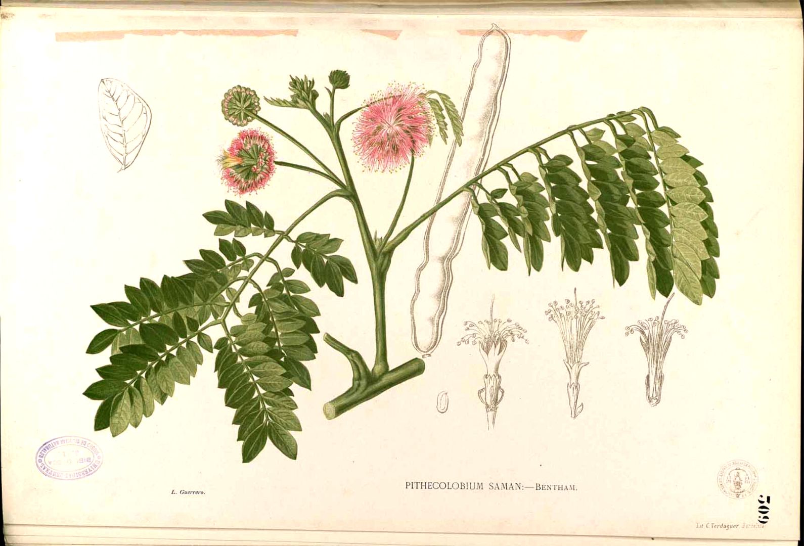 Illustration Samanea saman, Par Blanco, M., Flora de Filipinas, ed. 3 (1877-1883) Fl. Filip., ed. 3 t. 309, via plantillustrations 