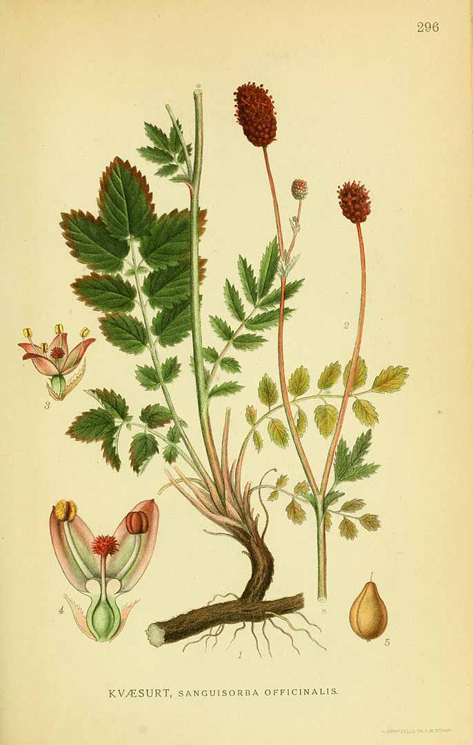 Illustration Sanguisorba officinalis, Par Lindman, C.A.M., Bilder ur Nordens Flora Bilder Nordens Fl. vol. 2 (1922) t. 296, via plantillustrations 