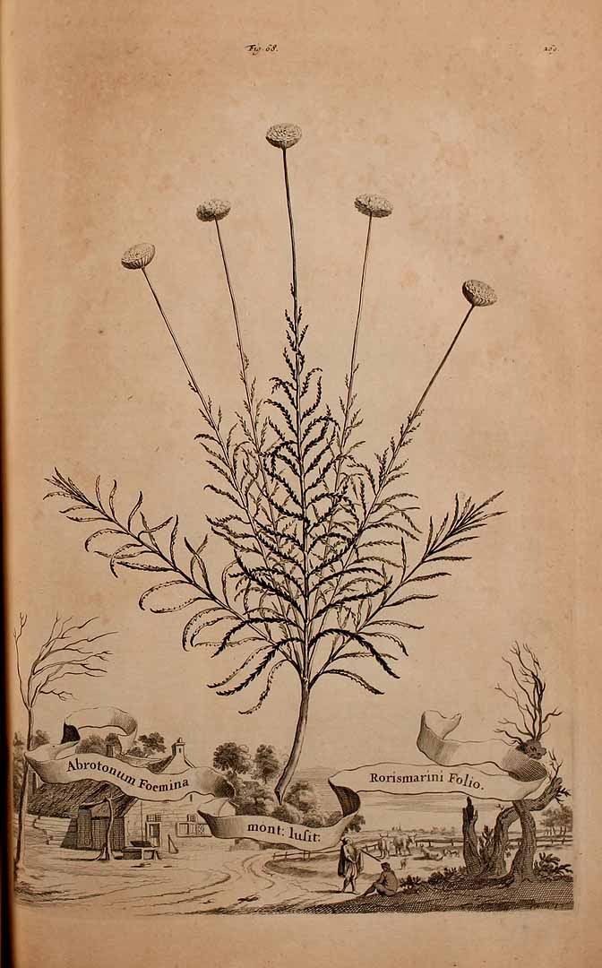 Illustration Santolina rosmarinifolia, Par Munting, A., Naauwkeurige beschrijving der aardgewassen (1696) Naauwk. Beschr. Aardgewassen vol. 1 , via plantillustrations 