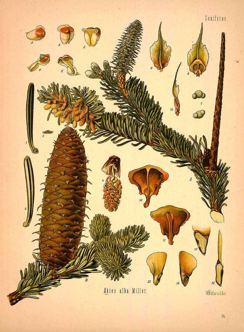 Illustration Abies alba, Par Kohler, F.E., Kohler?s Medizinal Pflanzen (1883-1914) Med.-Pfl., via plantillustrations 