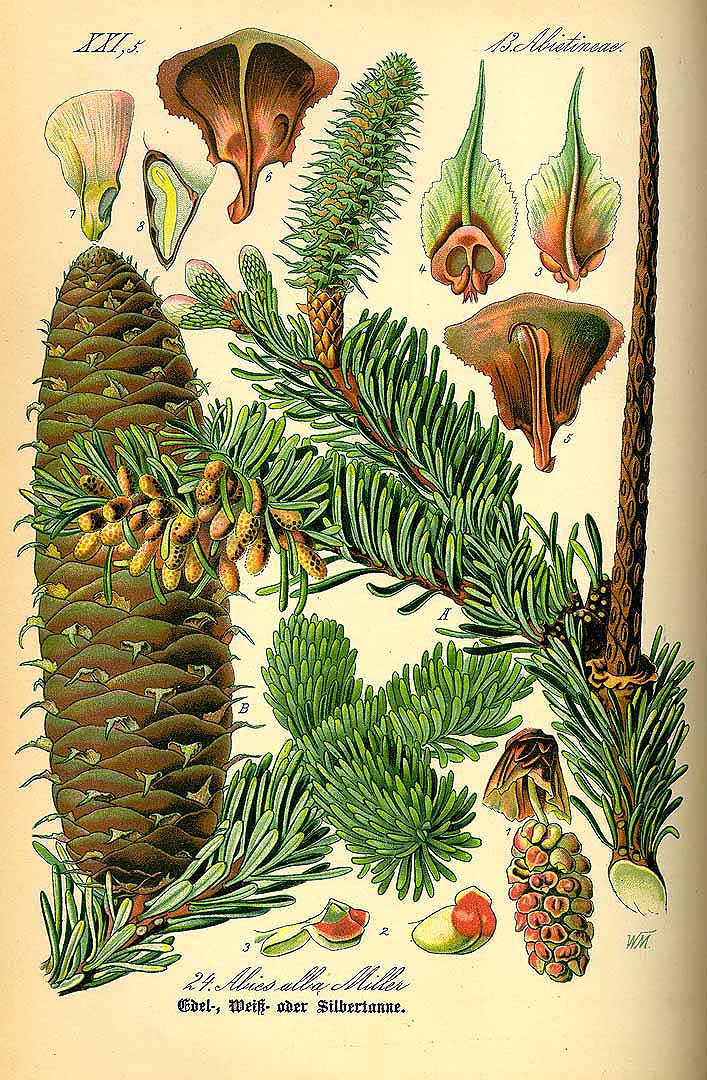 Illustration Abies alba, Par Thomé, O.W., Flora von Deutschland Österreich und der Schweiz (1886-1889) Fl. Deutschl., via plantillustrations 