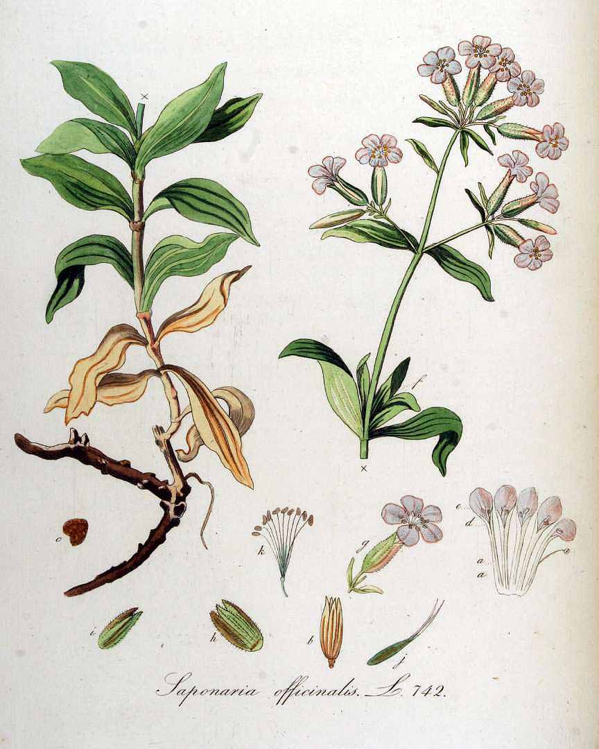Illustration Saponaria officinalis, Par Kops, J., Flora Batava (1800-1934) Fl. Bat. vol. 10 (1849), via plantillustrations 