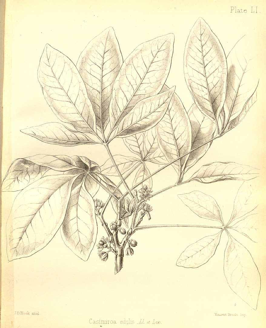 Illustration Casimiroa edulis, Par Seemann B. (The botany of the voyage of H.M.S. Herald , t. 51, 1857), via plantillustrations 