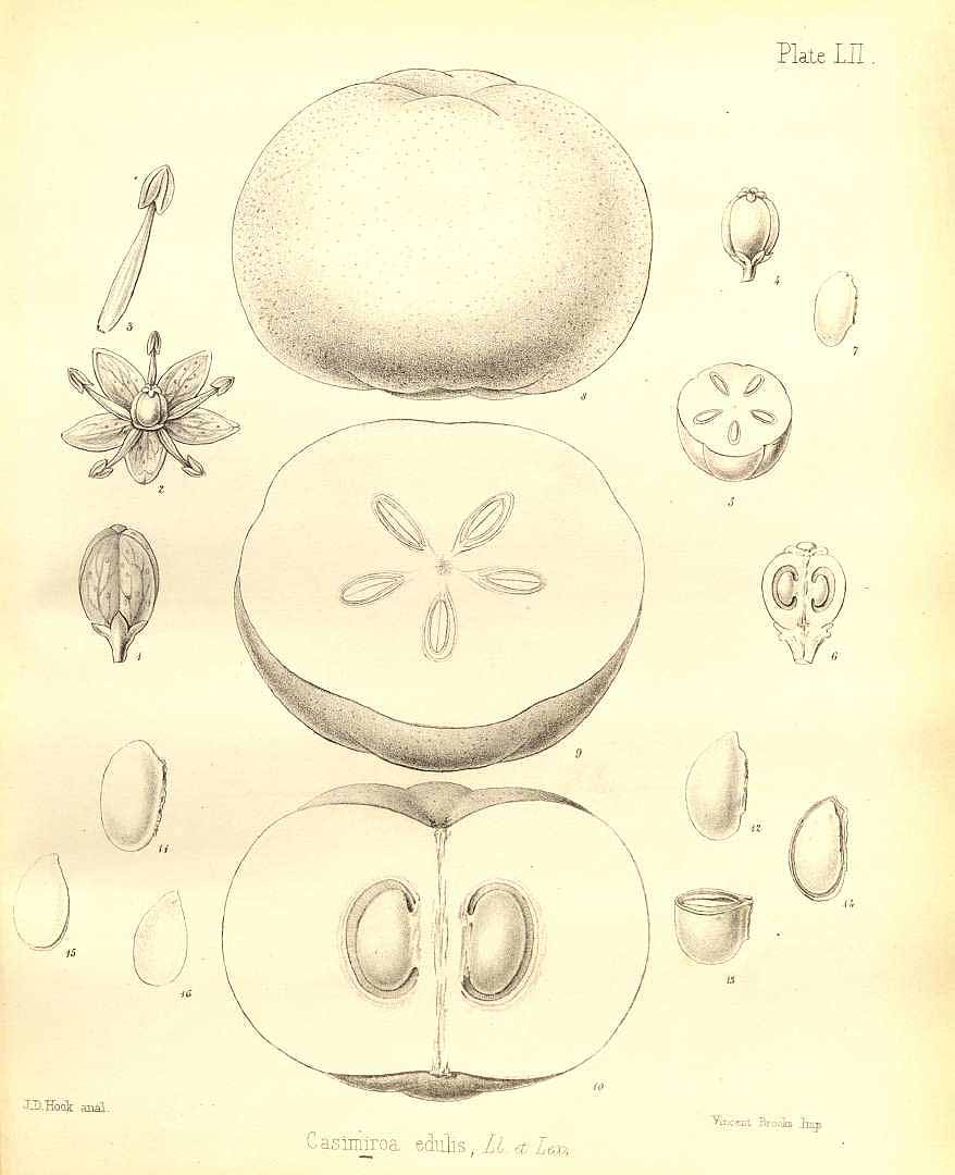 Illustration Casimiroa edulis, Par Seemann B. (The botany of the voyage of H.M.S. Herald , t. 52, 1857), via plantillustrations 