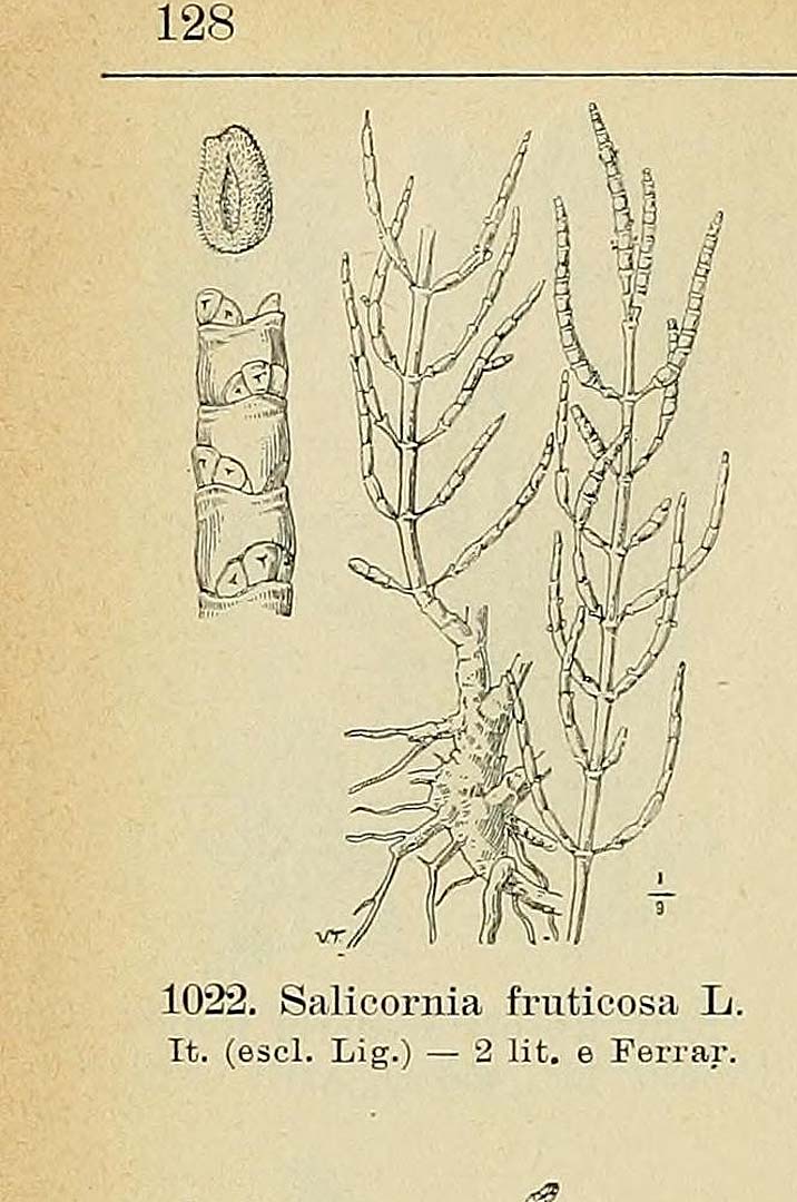 Illustration Sarcocornia fruticosa, Par Fiori, A., Paoletti, G., Iconographia florae italicae (1895-1904) Iconogr. Fl. Ital. t. 1022	p. 128 f. 1 , via plantillustrations 
