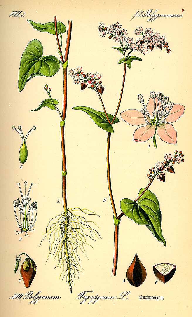 Illustration Fagopyrum esculentum, Par Thomé O.W. (Flora von Deutschland Österreich und der Schweiz, Tafeln, vol. 2: t. 190, 1885), via plantillustrations 