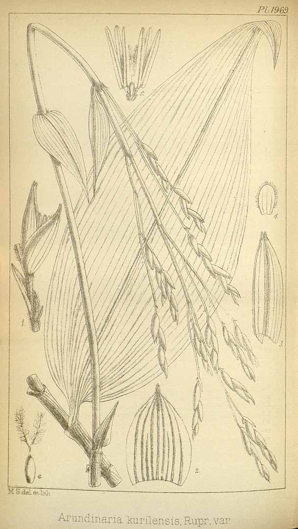 Illustration Sasa kurilensis, Par Hooker, W.J., Hooker, J.D., Icones Plantarum [Hooker?s Icones plantarum] (1837-1922) Icon. Pl. vol. 20 (1891) [tt. 1901-2000] t. 1969, via plantillustrations 