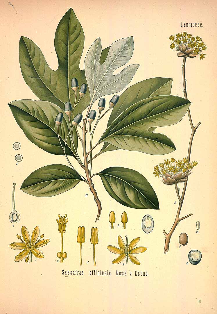 Illustration Sassafras albidum, Par Ko&#776;hler, F.E., Ko&#776;hler?s Medizinal Pflanzen (1883-1914) Med.-Pfl. vol. 2 (1890) t. 100, via plantillustrations 