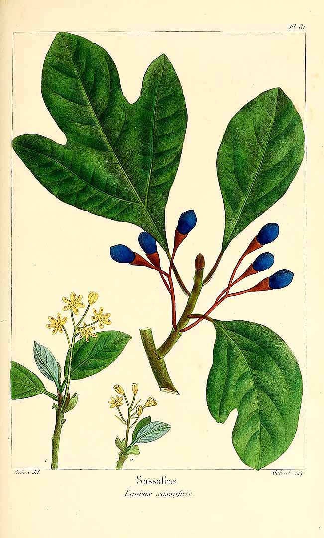 Illustration Sassafras albidum, Par Michaux, F.A., North American sylva (1817-1819) N. Amer. Sylv. vol. 2 t. 81, via plantillustrations 
