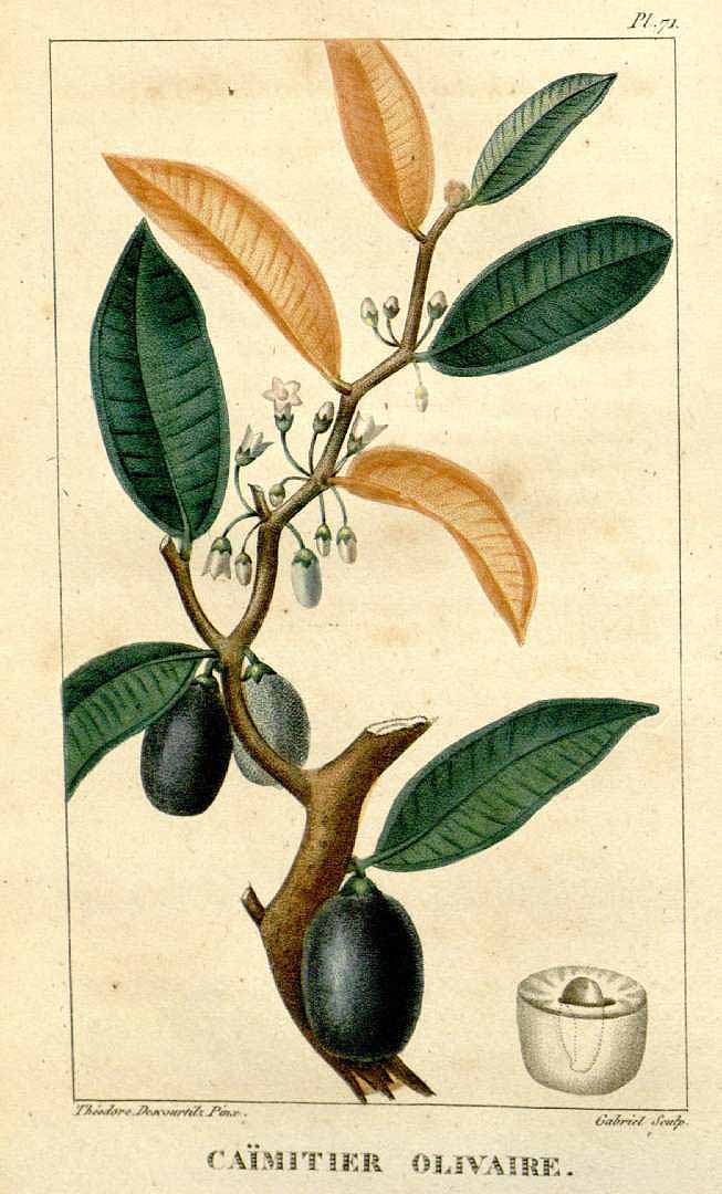 Illustration Chrysophyllum oliviforme, Par Descourtilz M.E. (Flore médicale des Antilles, vol. 2: t. 71, 1822) [J.T. Descourtilz], via plantillustrations 