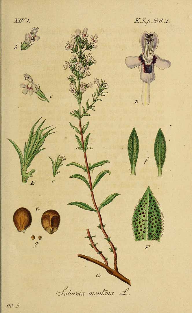 Illustration Satureja montana, Par Sturm, J., Sturm, J.W., Deutschlands flora (1798-1855) Deutschl. Fl. vol. 20 (1845) t. 17] , via plantillustrations 