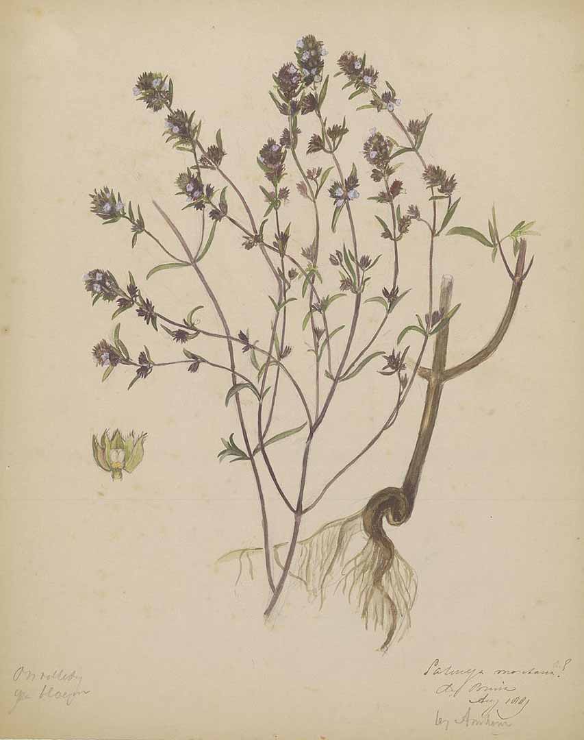 Illustration Satureja montana, Par Naturalis Biodiversity Centre / Wikimedia commons, via plantillustrations 