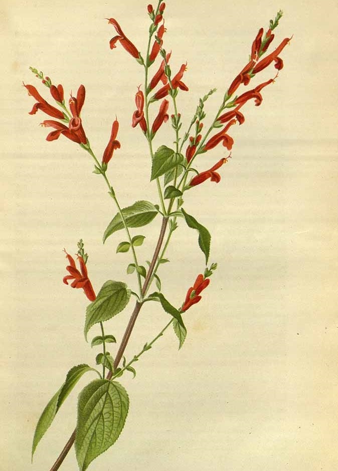 Illustration Salvia elegans, Par Regel, E.A. von, Gartenflora (1852-1938) Gartenflora vol. 4 (1855), via plantillustrations 