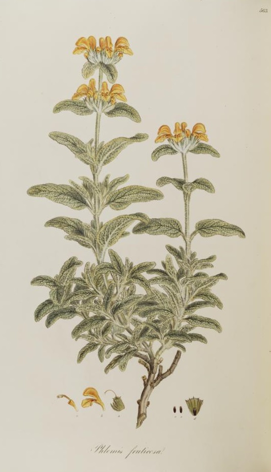 Illustration Phlomis fruticosa, Par Sibthrop J. & Smith J.E. (Flora Graeca, vol. 6: t. 563, 1826), via plantillustrations 