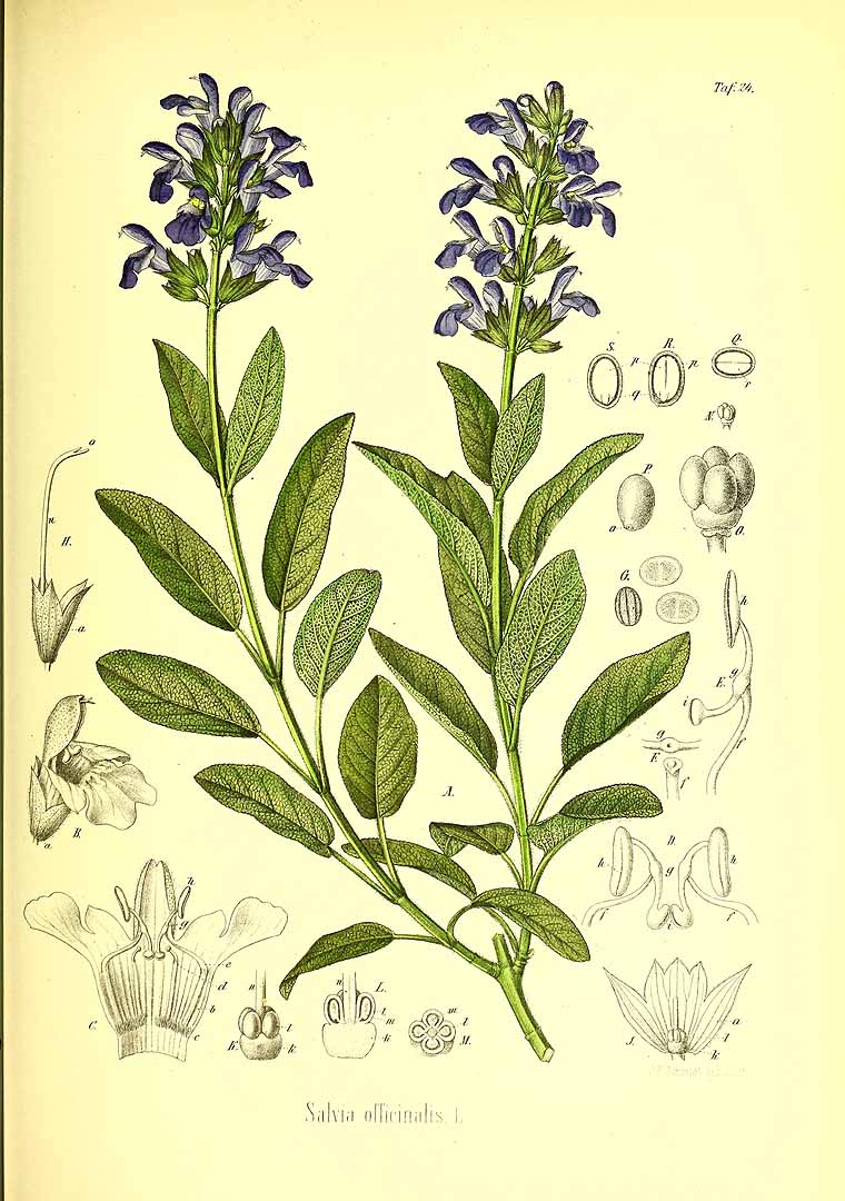 Illustration Salvia officinalis, Par Berg, O.C., Schmidt, C.F., Atlas der officinellen Pflanzen (1893-1902) Atlas. Off. Pfl. vol. 1 (1891), via plantillustrations 