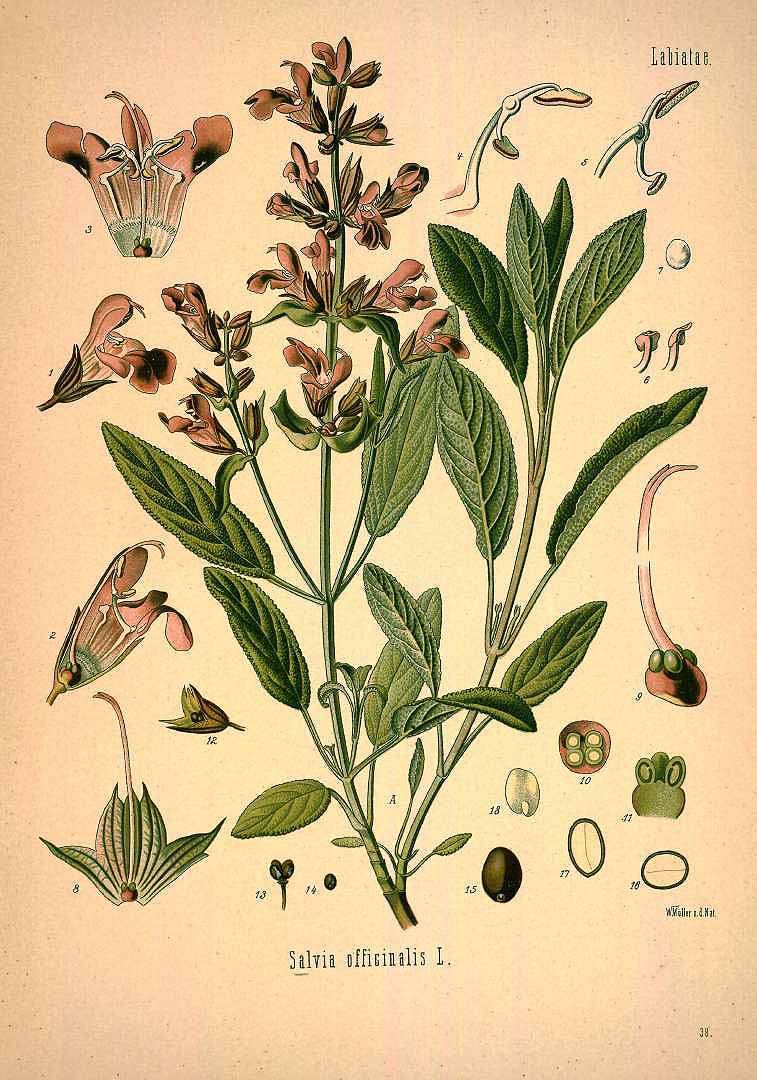 Illustration Salvia officinalis, Par Köhler, F.E., Köhler?s Medizinal Pflanzen (1883-1914) Med.-Pfl. vol. 1 (1887), via plantillustrations 