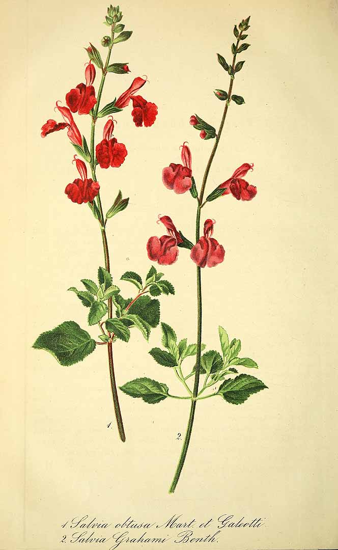 Illustration Salvia microphylla, Par Regel, E.A. von, Gartenflora (1852-1938) Gartenflora vol. 7 (1858), via plantillustrations 
