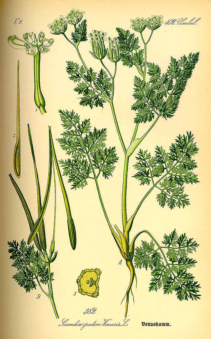 Illustration Scandix pecten-veneris, Par Thomé, O.W., Flora von Deutschland Österreich und der Schweiz (1886-1889) Fl. Deutschl. vol. 3 (1885) t. 382, via plantillustrations 