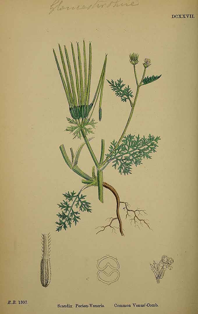 Illustration Scandix pecten-veneris, Par Smith, J.E., English botany, or coloured figures of British plants, ed. 3 [B] [J.E. Sowerby et al] (1863-1899) Engl. Bot., ed. 3 vol. 4 (1865) t. 627, via plantillustrations 