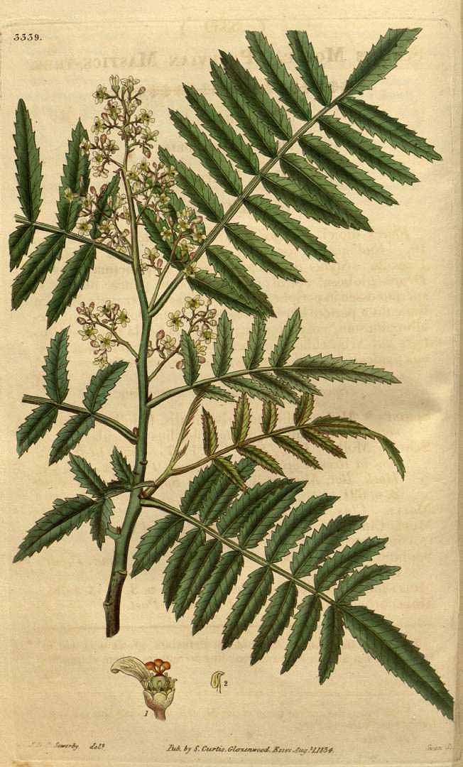 Illustration Schinus molle, Par Curtis, W., Botanical Magazine (1800-1948) Bot. Mag. vol. 61 (1834) [tt. 3290-3373] t. 3339, via plantillustrations 