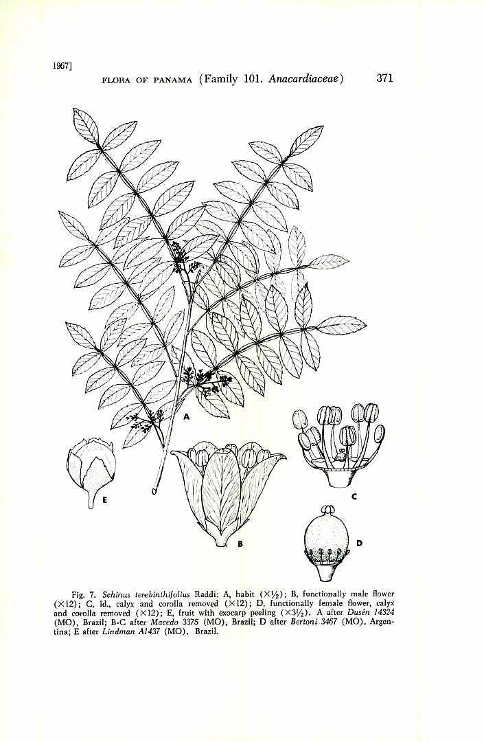 Illustration Schinus terebinthifolia, Par Annals of the Missouri Botanical Garden (1914-2013) Ann. Missouri Bot. Gard. vol. 54 (1967), via plantillustrations 