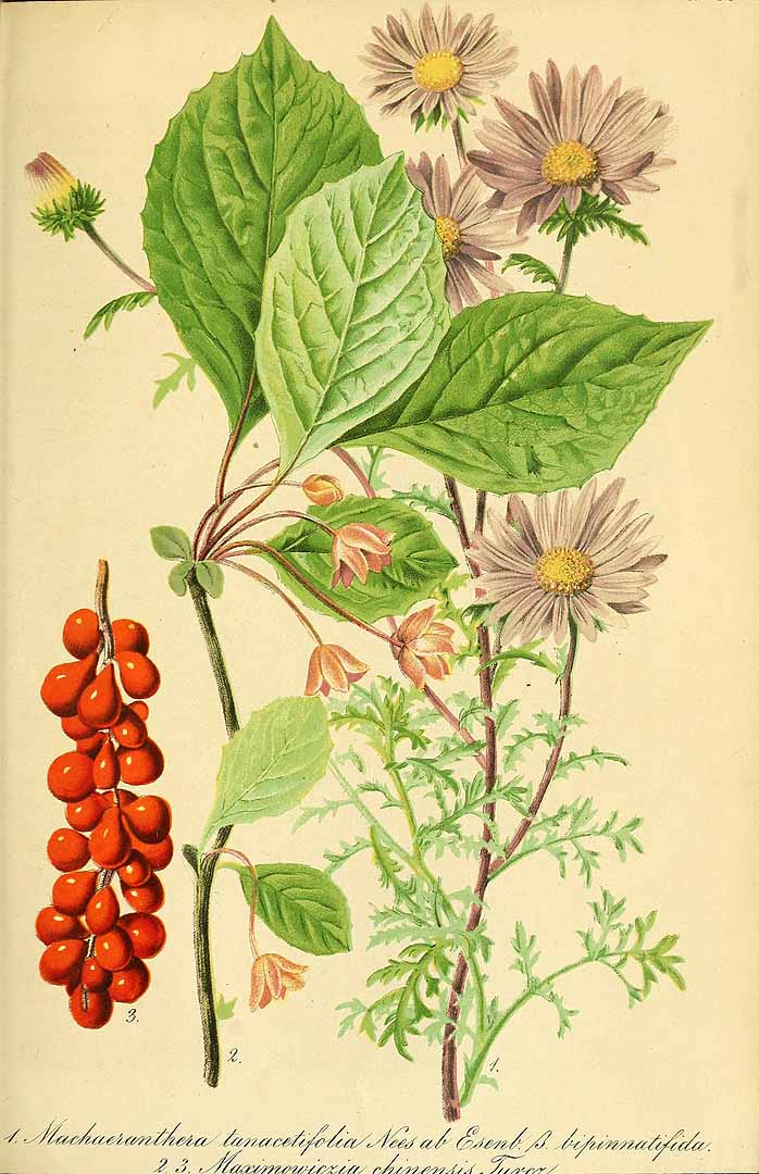 Illustration Schisandra chinensis, Par Regel, E.A. von, Gartenflora (1852-1938) Gartenflora vol. 11 (1862), via plantillustrations 