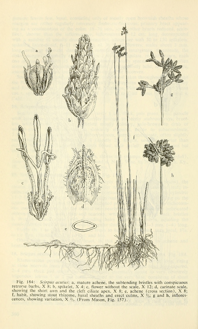 Illustration Schoenoplectus acutus, Par , via plantillustrations 