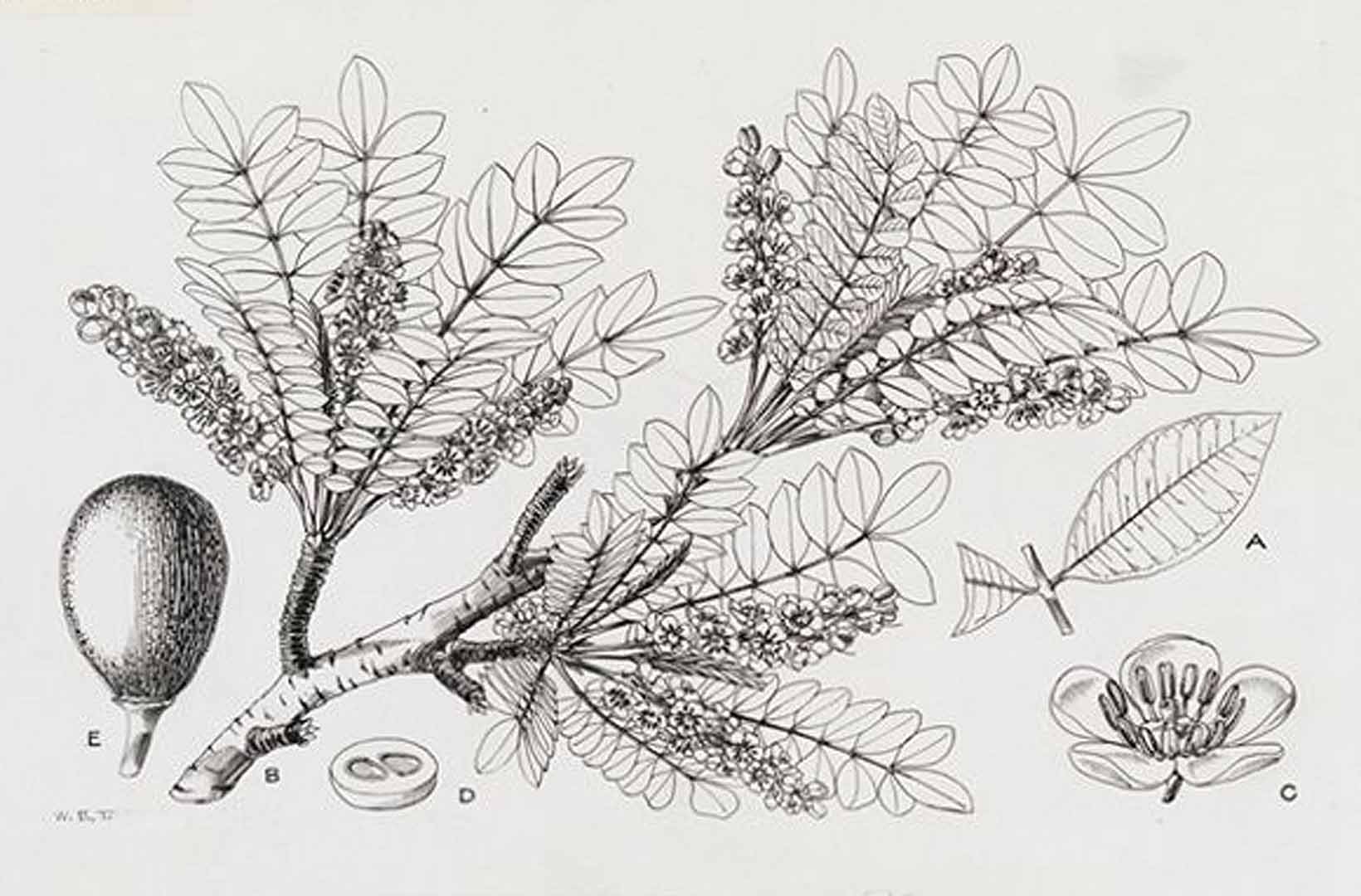 Illustration Sclerocarya birrea, Par Hutchinson, J., Dalziel, J.M., Keay, R.W.J., Flora of West Tropical Africa (FWTA), 2nd ed. (1954-1972) Fl. W. Trop. Afr., ed. 2 vol. 1(2): (1958) p. 730 f. 199 , via plantillustrations 