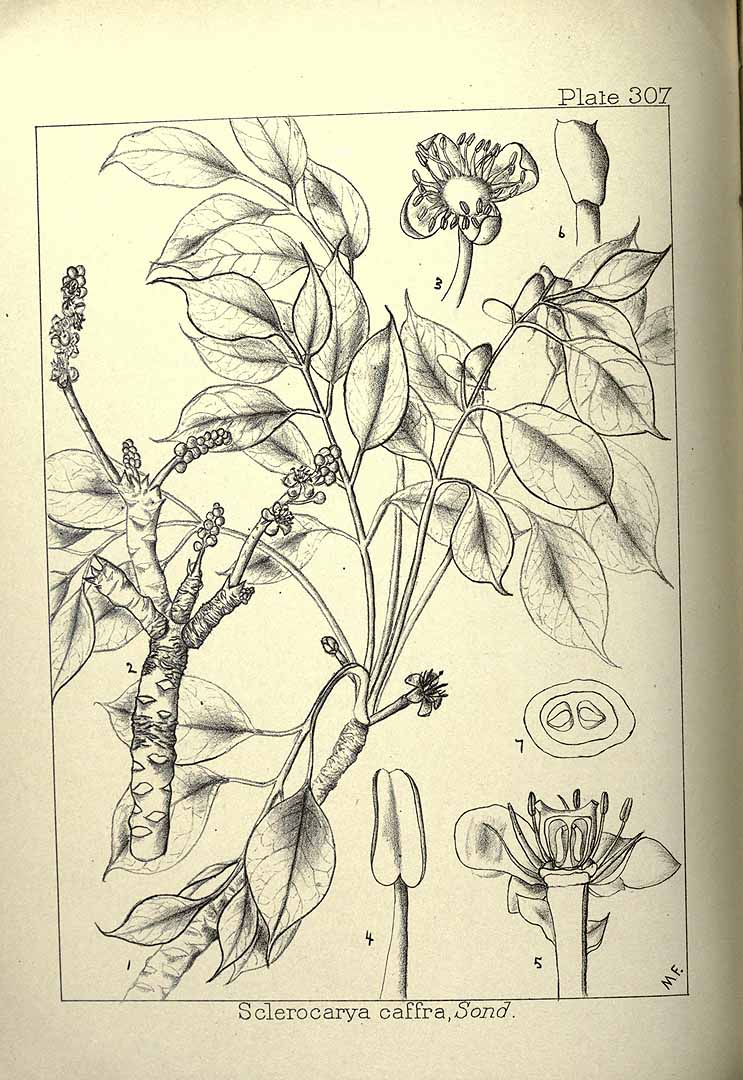 Illustration Sclerocarya birrea, Par Wood, J.M., Evans, M.S., Natal plants (1899-1912) Natal Pl. vol. 4 (1903) t. 307, via plantillustrations 