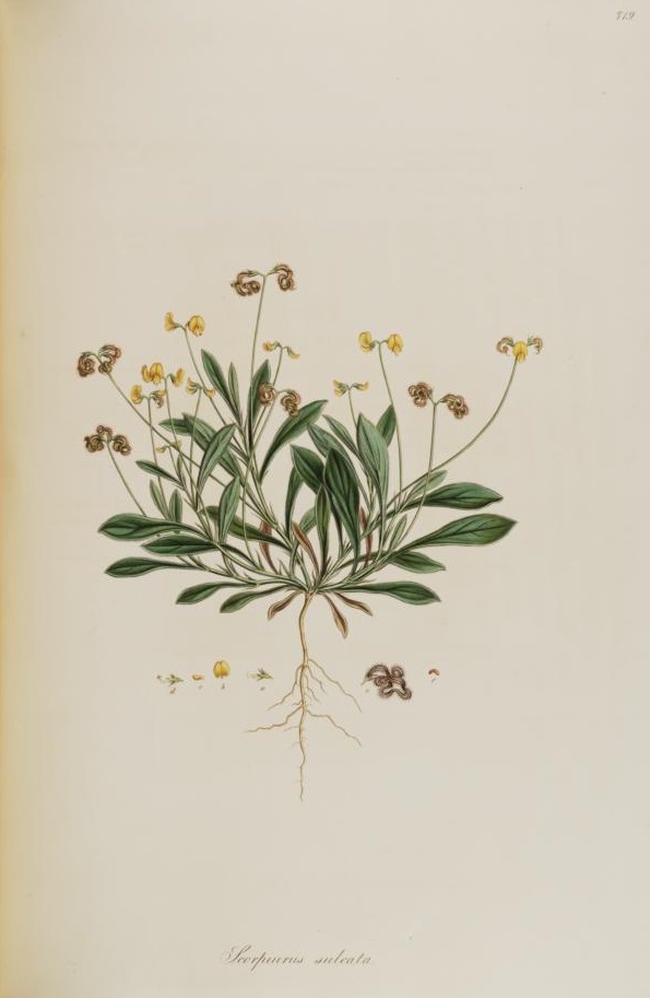 Illustration Scorpiurus muricatus, Par Sibthrop, J., Smith, J.E., Flora Graeca (1806-1840) Fl. Graec. vol. 8 (1833), via plantillustrations 