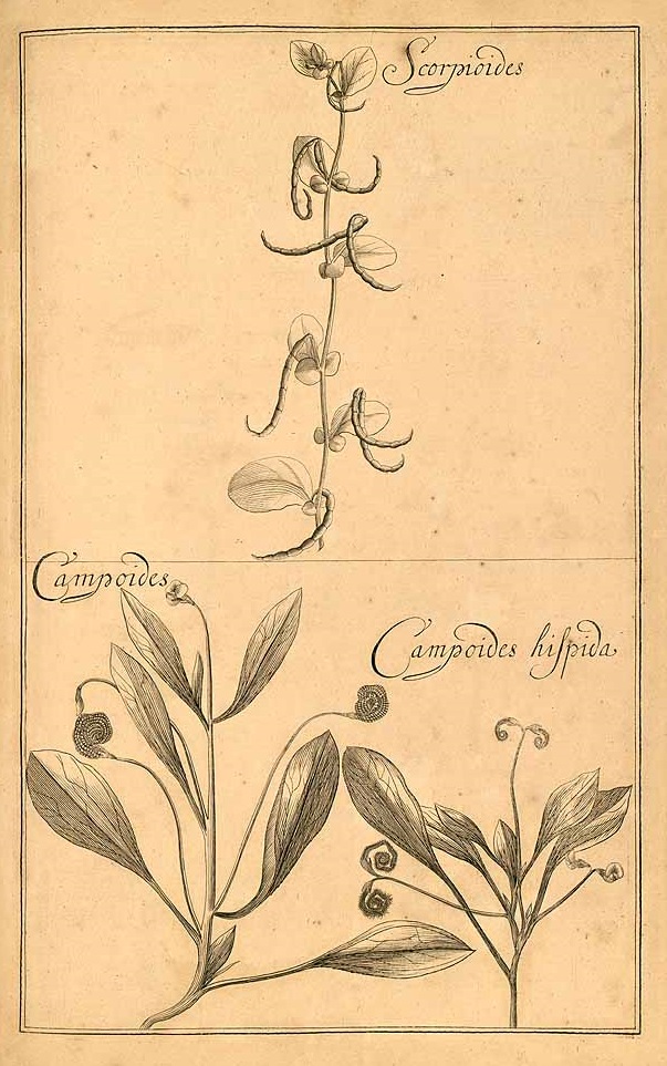 Illustration Scorpiurus vermiculatus, Par Rivinus, A.Q., Introductio generalis in rem herbariam (1690-1777) Intr. Rem. Herb. vol. 3 t. 96	f. 2 , via plantillustrations 