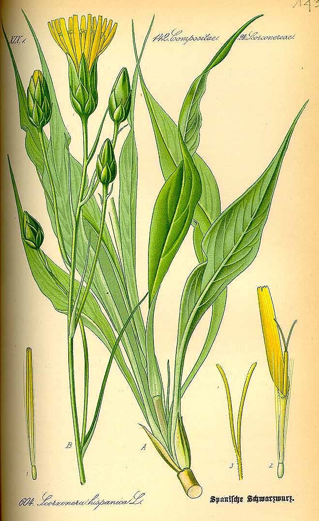 Illustration Scorzonera hispanica, Par Thomé, O.W., Flora von Deutschland Österreich und der Schweiz (1886-1889) Fl. Deutschl. vol. 4 (1885), via plantillustrations 