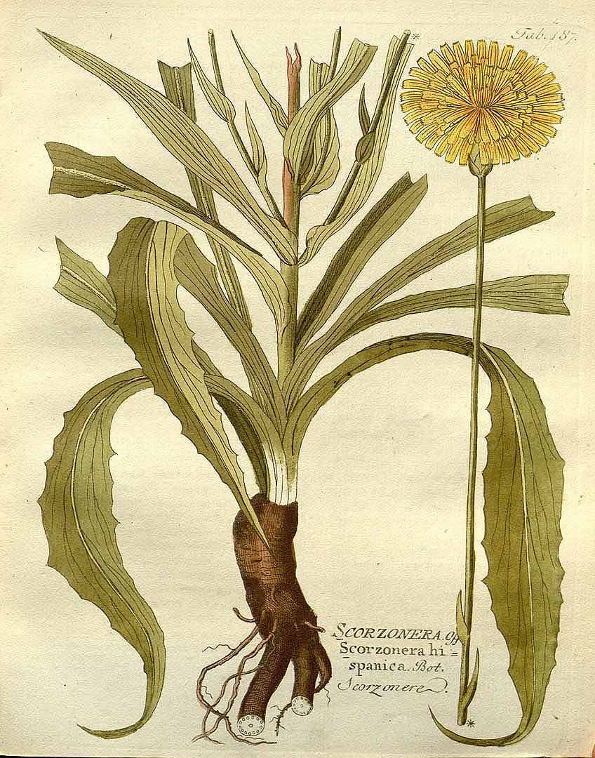 Illustration Scorzonera hispanica, Par Vietz, F.B., Icones plantarum medico-oeconomico-technologicarum (1800-1822) Icones Pl. Med.-Oecon. vol. 2 (1804), via plantillustrations 