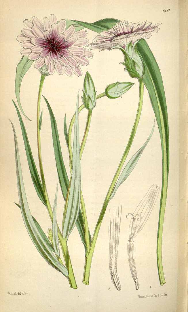 Illustration Scorzonera undulata, Par Curtis, W., Botanical Magazine (1800-1948) Bot. Mag. vol. 100 (1874) [tt. 6074-6139] t. 6127, via plantillustrations 