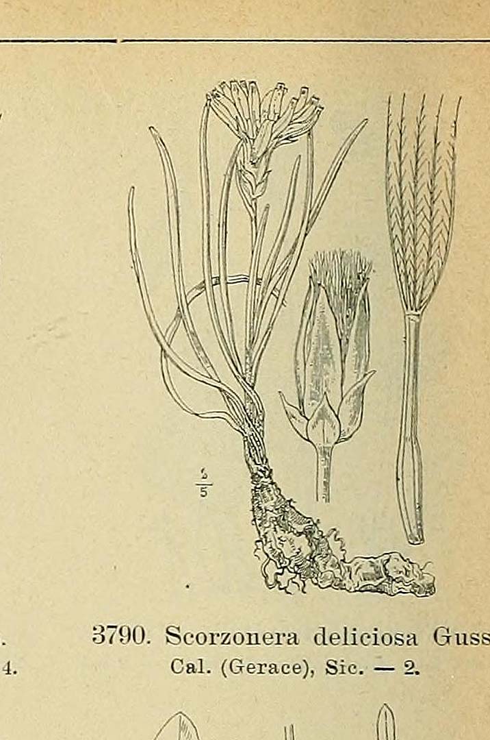 Illustration Scorzonera undulata, Par Fiori, A., Paoletti, G., Iconographia florae italicae (1895-1904) Iconogr. Fl. Ital. t. 3790	p. 478 f. 3 , via plantillustrations 